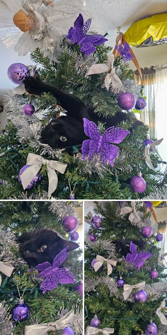 Funny Christmas Animals 106 6577351Cd1D11 700