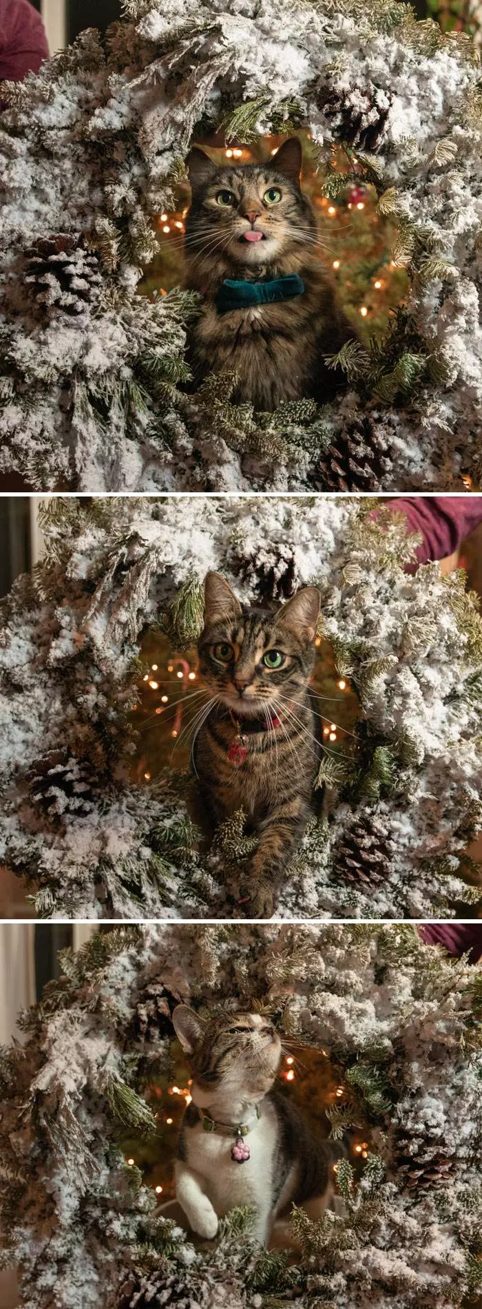 30 Adorable Times Pets Made Christmas A Holiday To Remember