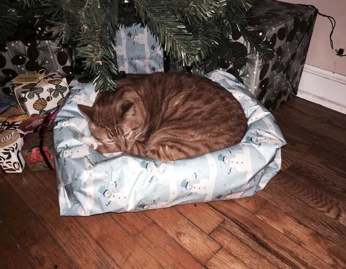 Funny Christmas Animals 27 6581Ce8Fc4904 700