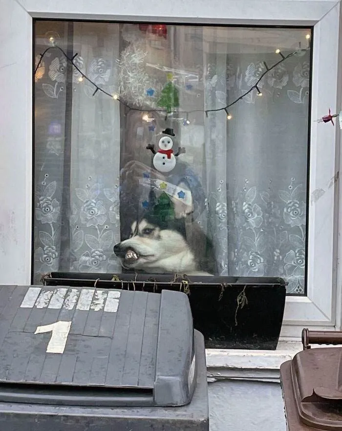 Funny Christmas Animals 50 6581E3A346783 700