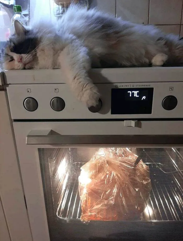 Funny Christmas Animals 7 6581Bb691D630 700