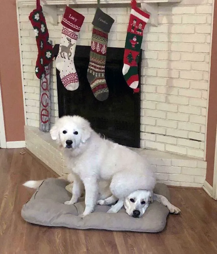 Funny Christmas Animals 73 6582B2F54F202 700