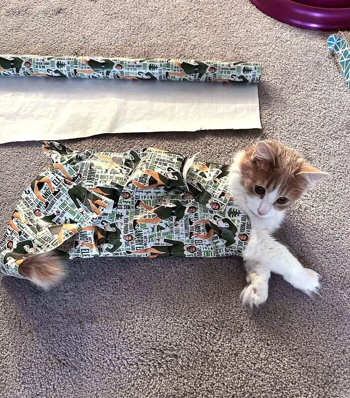 Funny Christmas Animals 75 6582B4698Ff83 700