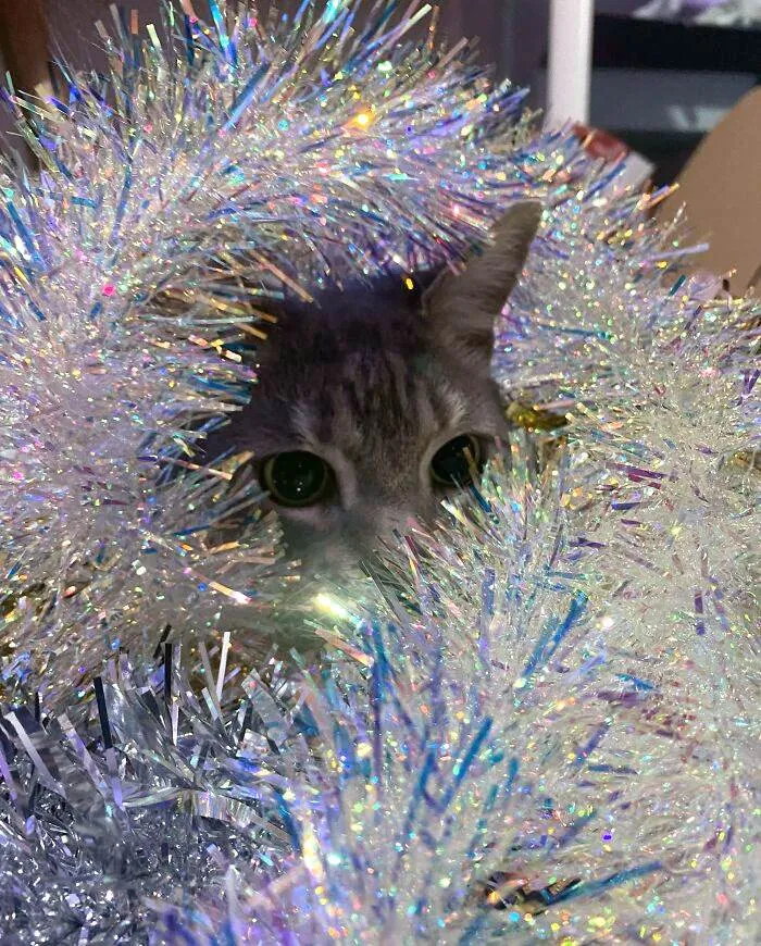 Funny Christmas Animals 8 6581Bc699656B 700