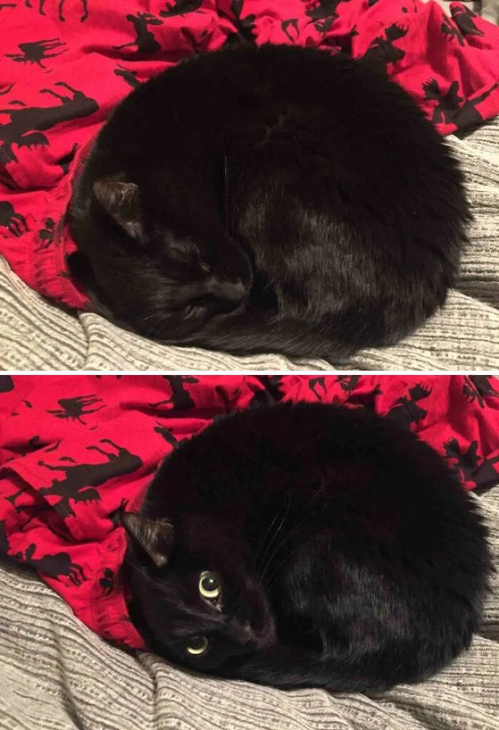 30 Delightfully Funny Images Of Plump And Round Animals