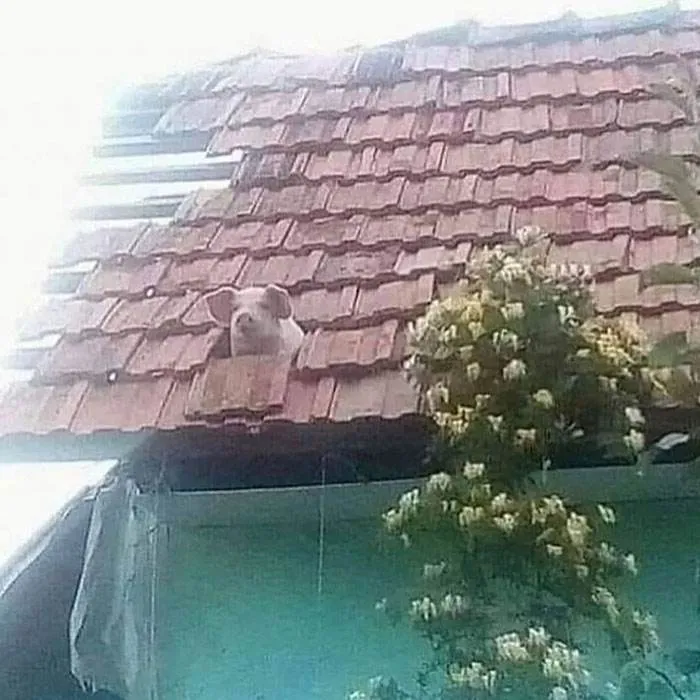 No Context Cursed Images 13 65A0F6976B709 700