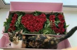 659Ff3D70C986 Jczlxr0Zmdh61 700