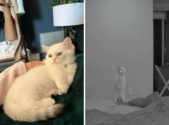 30 Hilarious Pets Showing Their Adorable And Mischievous Sides