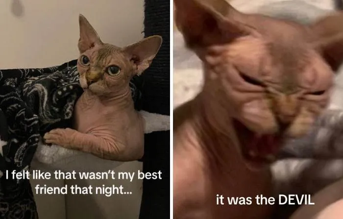 It Was Devil Funny Animal Pics 15 65C09A43Dee27 700