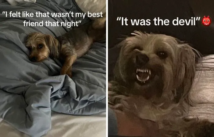 It Was Devil Funny Animal Pics 16 65C09A8Bdb31E 700