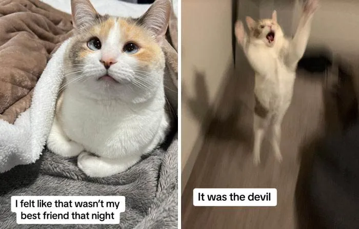 It Was Devil Funny Animal Pics 17 65C09Ac462411 700