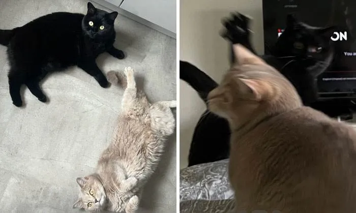 It Was Devil Funny Animal Pics 18 65C09Af786Cc7 700