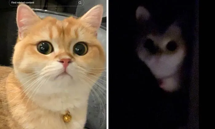 It Was Devil Funny Animal Pics 19 65C09B4E1A856 700