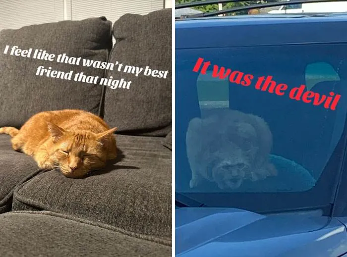 It Was Devil Funny Animal Pics 2 65C096E608Dfa 700