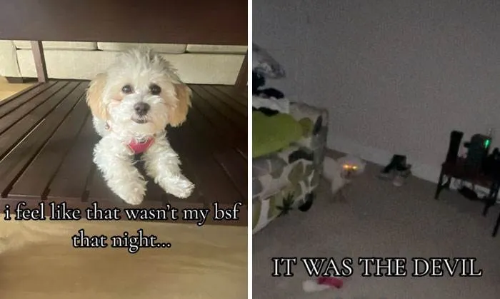 It Was Devil Funny Animal Pics 23 65C09C114E766 700