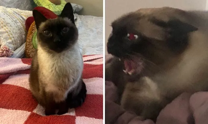 It Was Devil Funny Animal Pics 29 65C09D735F26E 700