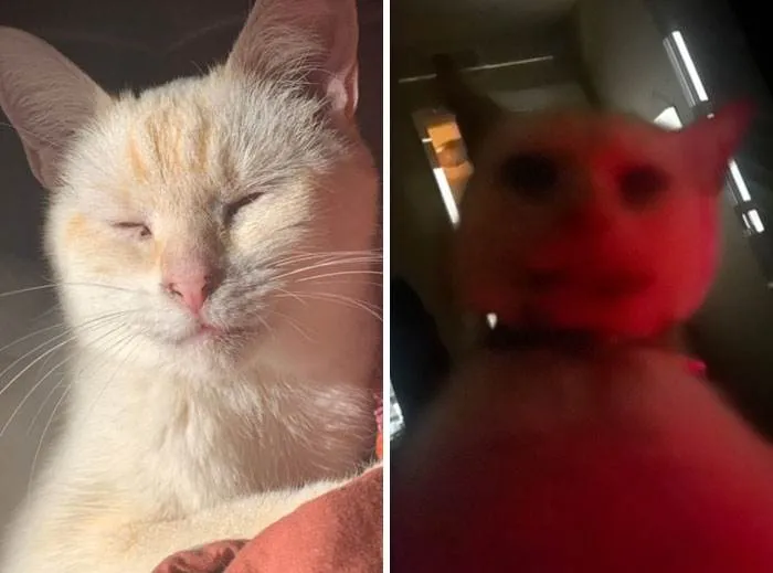 It Was Devil Funny Animal Pics 3 65C097A851Af5 700