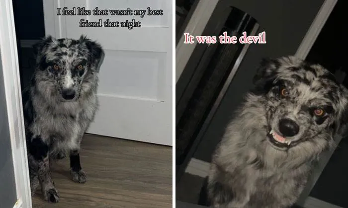 It Was Devil Funny Animal Pics 32 65C09E0E04E90 700