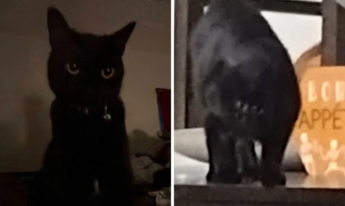 30 Hilarious Pets Showing Their Adorable And Mischievous Sides