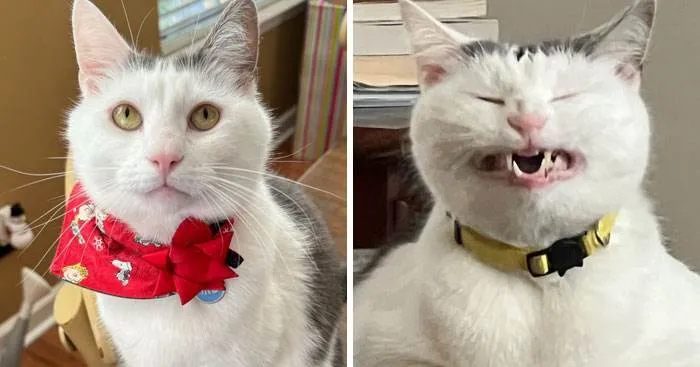 It Was Devil Funny Animal Pics 36 65C09F1D3Deae 700