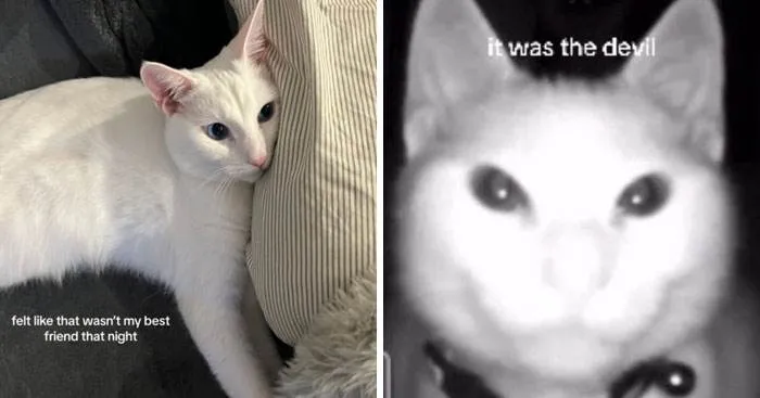 It Was Devil Funny Animal Pics 37 65C09F532F56A 700