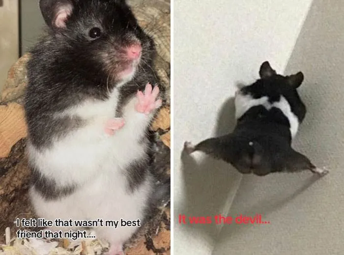 It Was Devil Funny Animal Pics 4 65C097Dad28F5 700