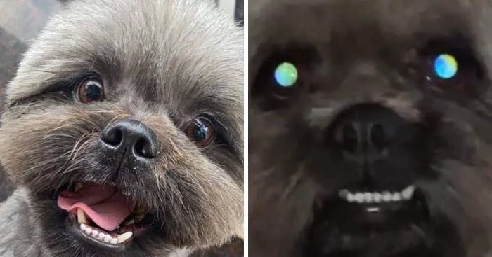 It Was Devil Funny Animal Pics 41 65C0A02594Ea5 700