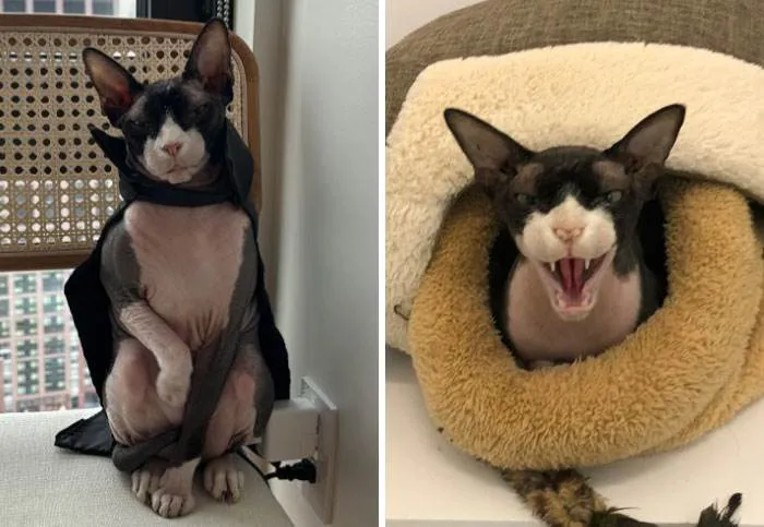 It Was Devil Funny Animal Pics 44 65C0A0Be2B91C 700