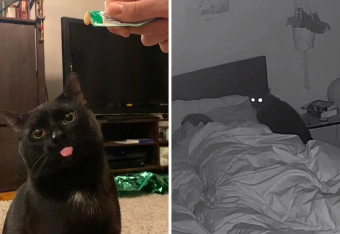 It Was Devil Funny Animal Pics 45 65C0A0Ef7400C 700