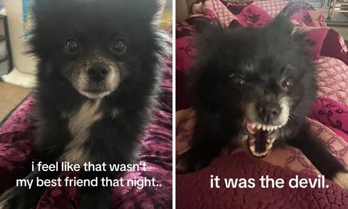 It Was Devil Funny Animal Pics 48 65C0A2290049E 700