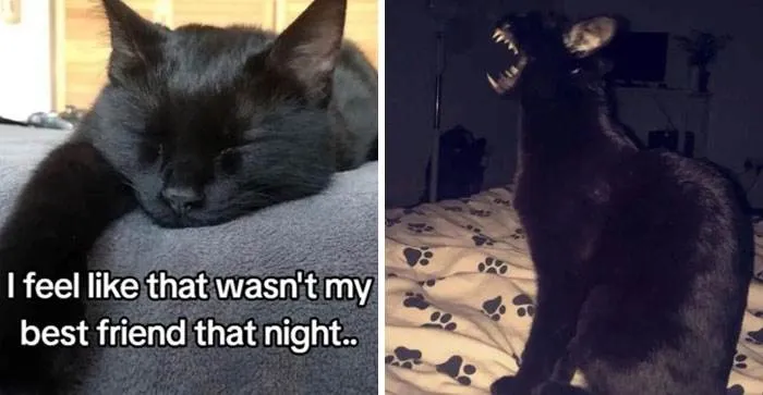 It Was Devil Funny Animal Pics 5 65C0981A3960F 700