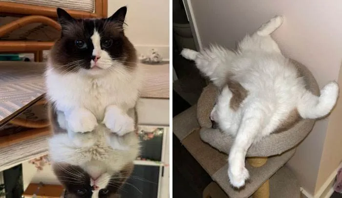 It Was Devil Funny Animal Pics 52 65C0A8D0D4F4B 700