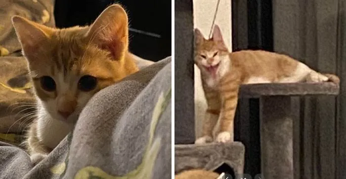 It Was Devil Funny Animal Pics 6 65C0984859923 700