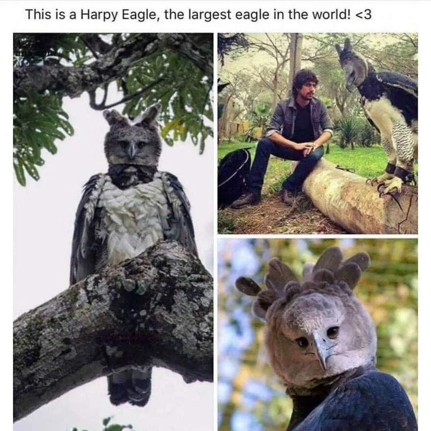 395321040 796930258901841 8363259265653240678 N 65E1965954511 880