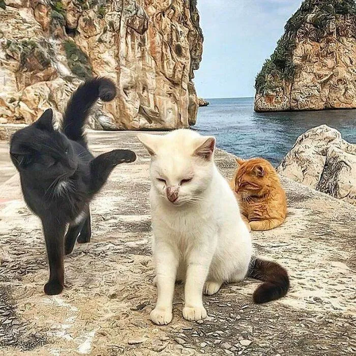 30 Heartwarming Snapshots: A Woman Chronicles Her Cats' Lives 