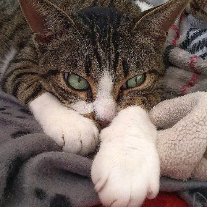 65Eefdcfb21A6 Woman Documents Italian Cat Daily Life