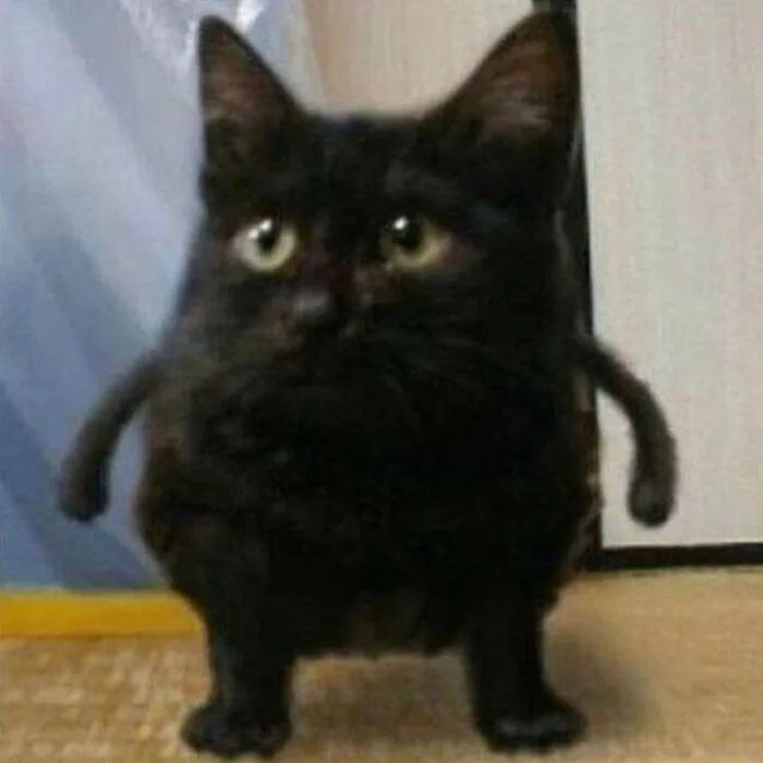 30 Absolutely Adorable Kittens