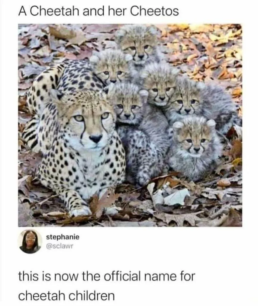 30 Delightful And Humorous Encounters Involving Animals