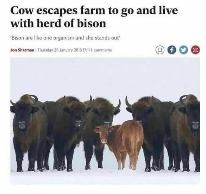 30 Instances When Animals Became The Ideal Meme Template