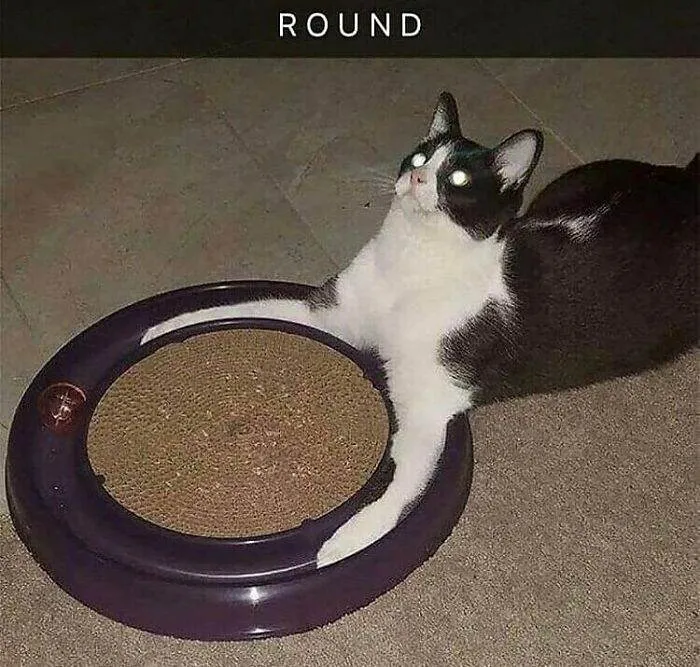 30 Absolutely Adorable Kittens