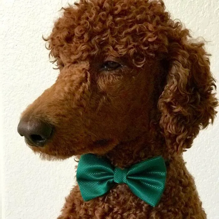 Musthaveaccessoriesforsaintpatricksday18 65E1D3392B2Ef 700