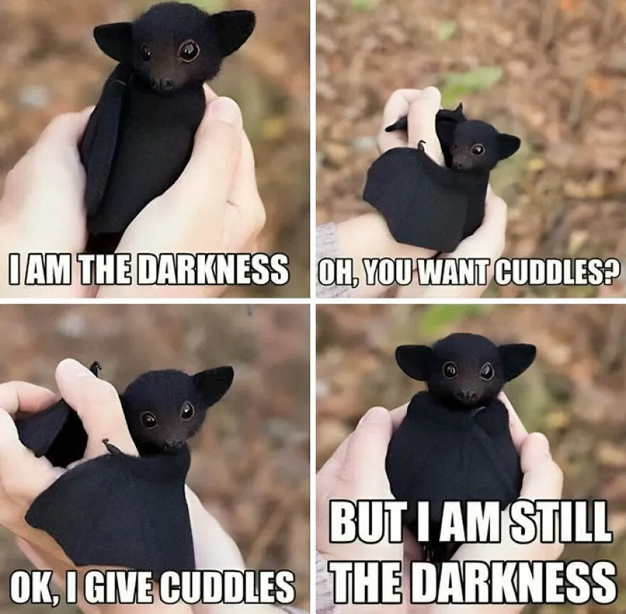 Funny Hilarious Animal Memes 14 65E9C4A39E559 880