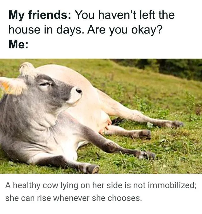 30 Instances When Animals Became The Ideal Meme Template