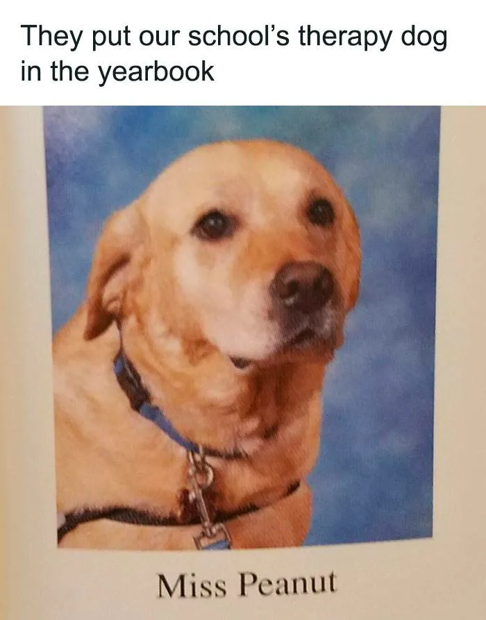 Funny Relatable Animal Memes 15 65E713919Fc6D 700