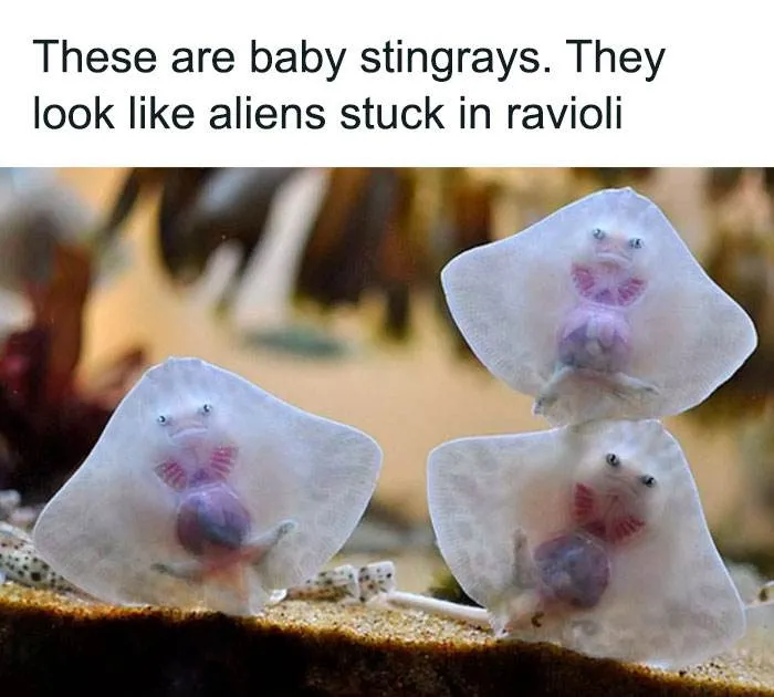 Funny Relatable Animal Memes 26 65E72A199122A 700