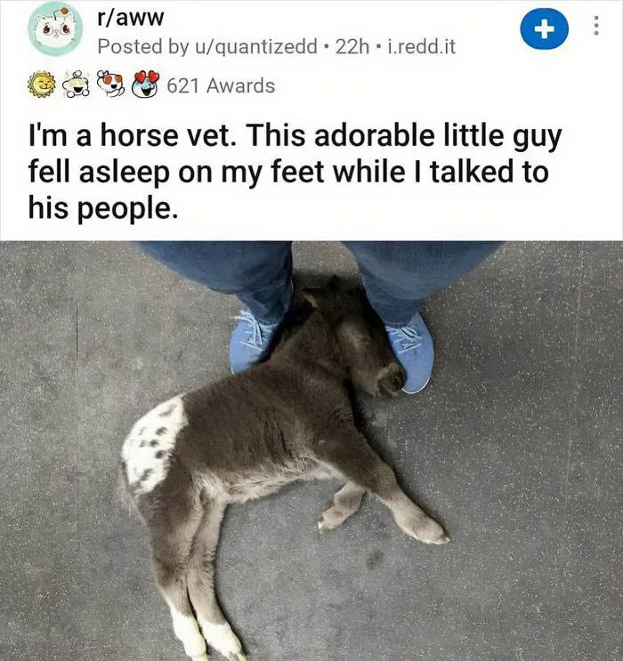 30 Instances When Animals Became The Ideal Meme Template