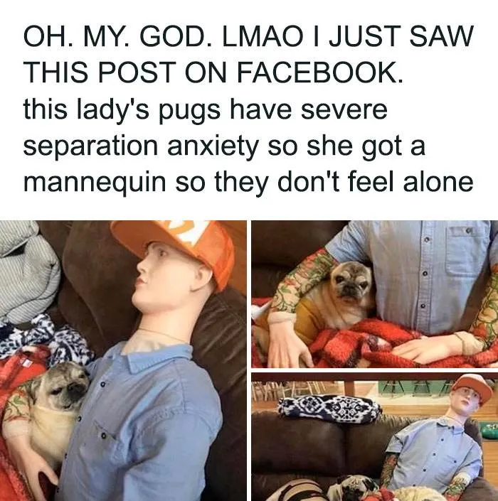 Funny Doggo Memes 32 660C1B75C25Cb Png 700