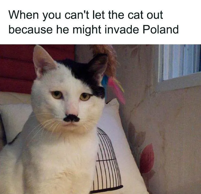 Funny Doggo Memes 38 660C1E3A25C13 700