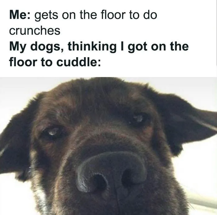 Funny Doggo Memes 40 660C1F7Eb43A5 700