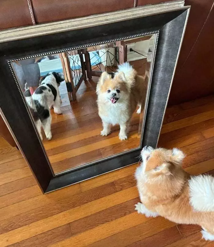 30 Hilarious Pictures Of People Attempting To Sell Mirrors Online